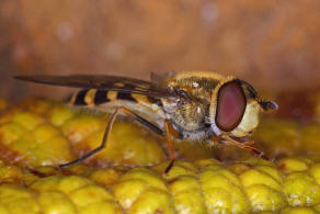 Eupeodes corollae / Gemeine Feld-Schwebfliege / Schwebfliegen - Syrphidae