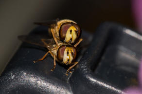 Eupeodes corollae / Gemeine Feld-Schwebfliege / Schwebfliegen - Syrphidae