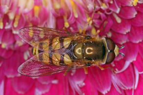 Eupeodes corollae / Gemeine Feld-Schwebfliege / Schwebfliegen - Syrphidae