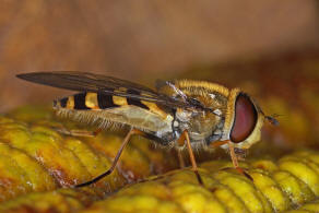 Eupeodes corollae / Gemeine Feld-Schwebfliege / Schwebfliegen - Syrphidae