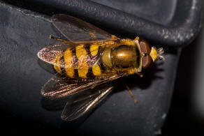 Eupeodes corollae / Gemeine Feld-Schwebfliege / Schwebfliegen - Syrphidae