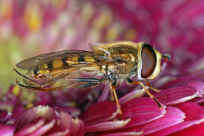 Eupeodes corollae / Gemeine Feld-Schwebfliege / Schwebfliegen - Syrphidae