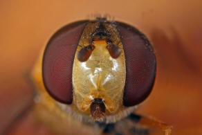 Eupeodes corollae / Gemeine Feld-Schwebfliege / Schwebfliegen - Syrphidae