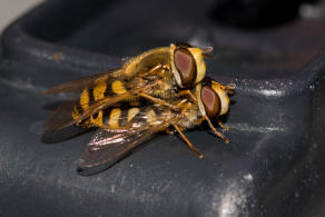 Eupeodes corollae / Gemeine Feld-Schwebfliege / Schwebfliegen - Syrphidae