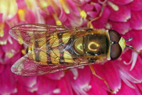 Eupeodes corollae / Gemeine Feld-Schwebfliege / Schwebfliegen - Syrphidae