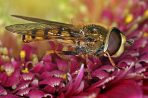 Eupeodes corollae / Gemeine Feld-Schwebfliege / Schwebfliegen - Syrphidae