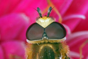 Eupeodes corollae / Gemeine Feld-Schwebfliege / Schwebfliegen - Syrphidae