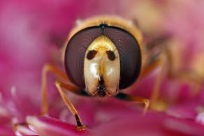 Eupeodes corollae / Gemeine Feld-Schwebfliege / Schwebfliegen - Syrphidae