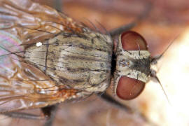 Fannia canicularis / Kleine Stubenfliege / Familie: Fanniidae / Ordnung: Diptera - Zweiflgler