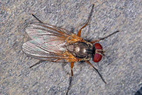 Fannia lustrator / Ohne deutschen Namen / Fanniidae / Brachycera - Fliegen / Ordnung: Diptera - Zweiflügler