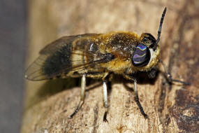 Heptatoma pellucens / Purpurringbremse / Bremsen - Tabanidae Ordnung: Zweiflügler - Diptera / Fliegen - Brachycera