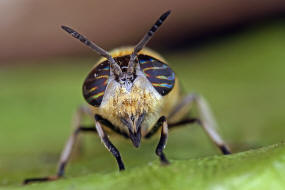 Heptatoma pellucens / Purpurringbremse / Bremsen - Tabanidae Ordnung: Zweiflügler - Diptera / Fliegen - Brachycera