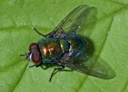 Lucilia spec. / Goldfliegen / Schmeifliegen - Calliphoridae / Ordnung: Zweiflgler - Diptera / Fliegen - Brachycera