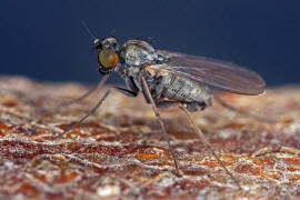 Medetera spec. / Ohne deutschen Namen / Langbeinfliegen - Dolichopodidae / Ordnung: Zweiflgler - Diptera - Brachycera