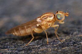 Meromyza spec. / "Halmfliegen-Arten" / Halmfliegen - Chloropidae / Ordnung: Zweiflügler - Diptera - Brachycera