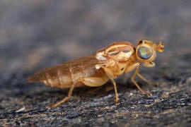 Meromyza spec. / "Halmfliegen-Arten" / Halmfliegen - Chloropidae / Ordnung: Zweiflügler - Diptera - Brachycera
