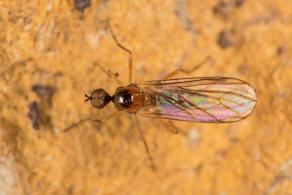 Ocydromia glabricula (Fallén, 1816) / Hybotidae - Buckeltanzfliegen / Diptera - Zweiflügler / Brachycera - Fliegen