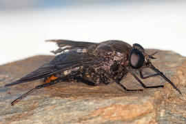 Pangonius (subgenus Melanopangonius) funebris / Ohne deutschen Namen / Bremsen - Tabanidae / Ordnung: Zweiflgler - Diptera / Fliegen - Brachycera