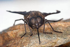 Pangonius (subgenus Melanopangonius) funebris / Ohne deutschen Namen / Bremsen - Tabanidae / Ordnung: Zweiflgler - Diptera / Fliegen - Brachycera