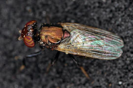 Physiphora alceae / Ohne deutschen Namen / Schmuckfliegen - Ulidiidae (= Otitidae) / Ordnung: Zweiflgler - Diptera / Fliegen - Brachycera