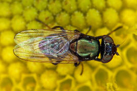 Physiphora alceae / Ohne deutschen Namen / Schmuckfliegen - Ulidiidae (= Otitidae) / Ordnung: Zweiflgler - Diptera / Fliegen - Brachycera