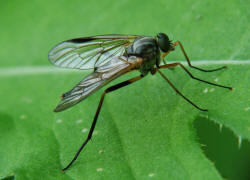 Rhagio vitripennis / Schwarzfüßige Schnepfenfliege / Schnepfenfliegen - Rhagionidae / Ordnung: Diptera - Zweiflügler / Brachycera - Fliegen