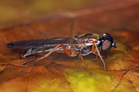 Sargus bipunctatus / Dungwaffenfliege / Waffenfliegen - Stratiomyidae