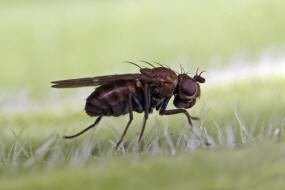 Scatella tenuicosta / Ohne deutschen Namen / Sumpffliegen - Ephydridae / Ordnung: Zweiflügler - Diptera / Fliegen - Brachycera