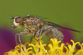 Scathophaga stercoraria / Gelbe Dungfliege / Dungfliegen - Scathophagidae / Ordnung: Zweiflügler - Diptera / Fliegen - Brachycera