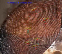Tabanus bromius / Gemeine Viehbremse (Männchen) - Augen in 1000 facher Vergrößerung