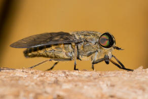 Tabanus bromius / Gemeine Viehbremse / Bremsen - Tabanidae