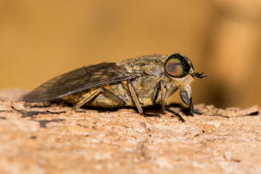 Tabanus bromius / Gemeine Viehbremse / Bremsen - Tabanidae