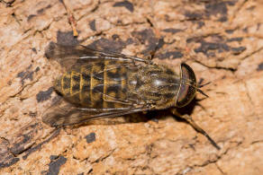 Tabanus bromius / Gemeine Viehbremse / Bremsen - Tabanidae