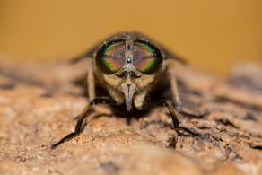 Tabanus bromius / Gemeine Viehbremse / Bremsen - Tabanidae