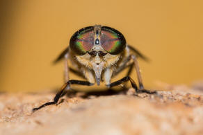 Tabanus bromius / Gemeine Viehbremse / Bremsen - Tabanidae