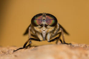 Tabanus bromius / Gemeine Viehbremse / Bremsen - Tabanidae