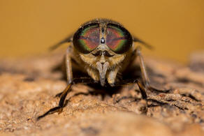 Tabanus bromius / Gemeine Viehbremse / Bremsen - Tabanidae