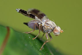 Tephritis formosa / Bohrfliegen - Tephritidae / Ordnung: Diptera - Zweiflügler