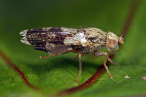 Tephritis formosa / Bohrfliegen - Tephritidae / Ordnung: Diptera - Zweiflügler