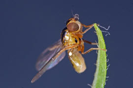 Thaumatomyia notata / Gemeine Halmfliege / Halmfliegen - Chloropidae / Ordnung: Zweiflgler - Diptera - Brachycera